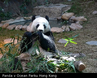Panda v Ocean Parku Hong Kong